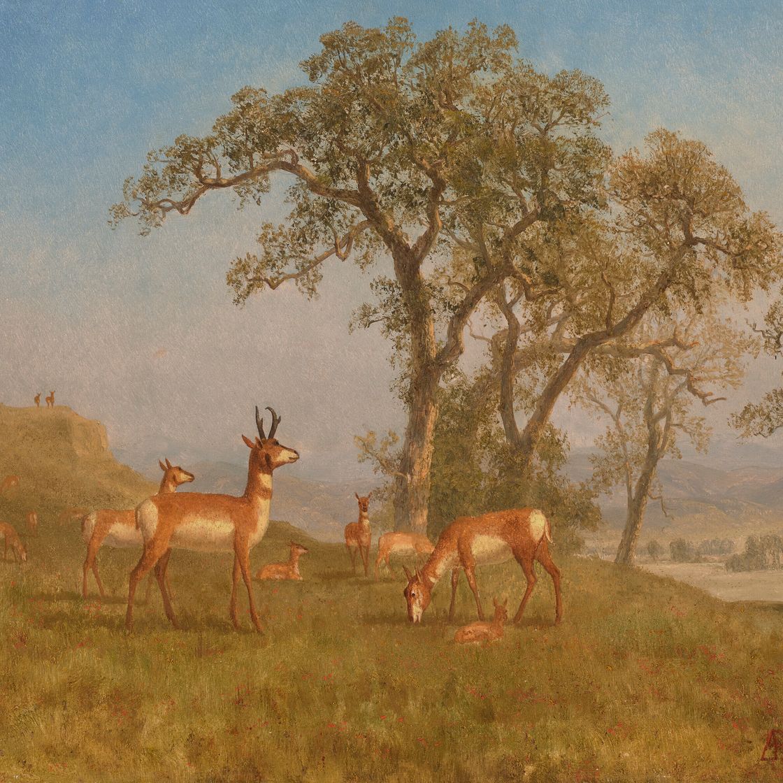 Albert Bierstadt — Пасущаяся антилопа, изображение 1