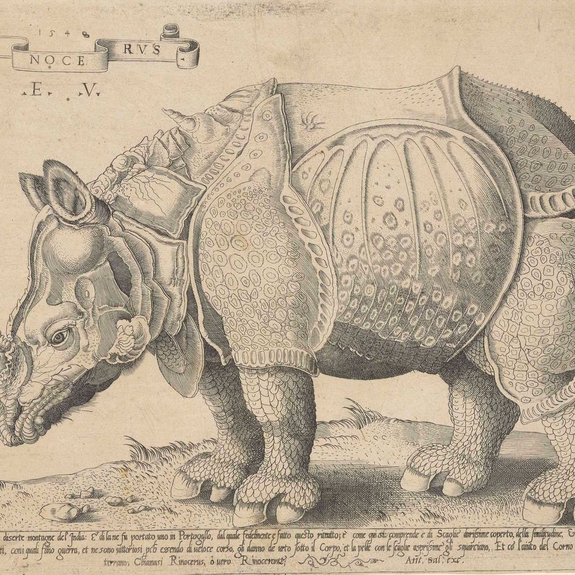 Albrecht Dürer — Носорог