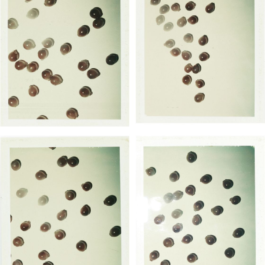 Andy Warhol — Красный виноград, изображение 1