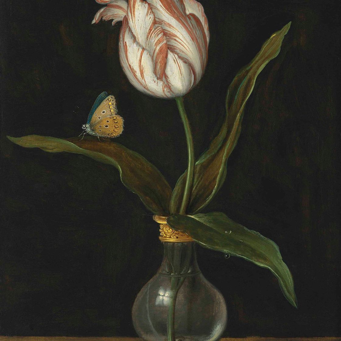 Balthasar Van Der Ast — Тюльпан ‘Зомершун’