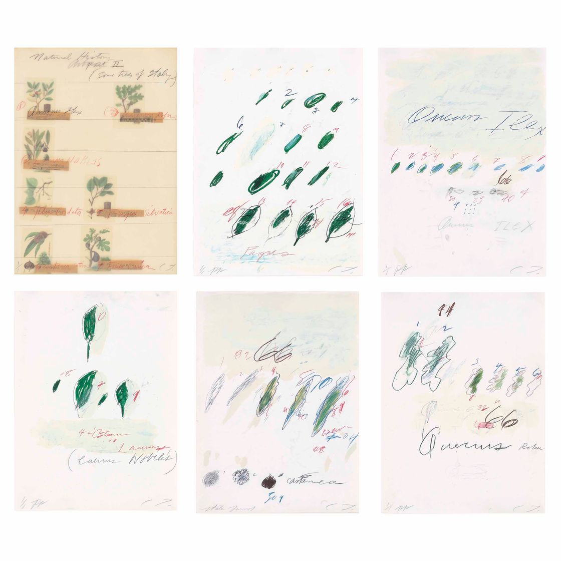 Cy Twombly — Естественная история, часть II: Некоторые деревья Италии, изображение 1