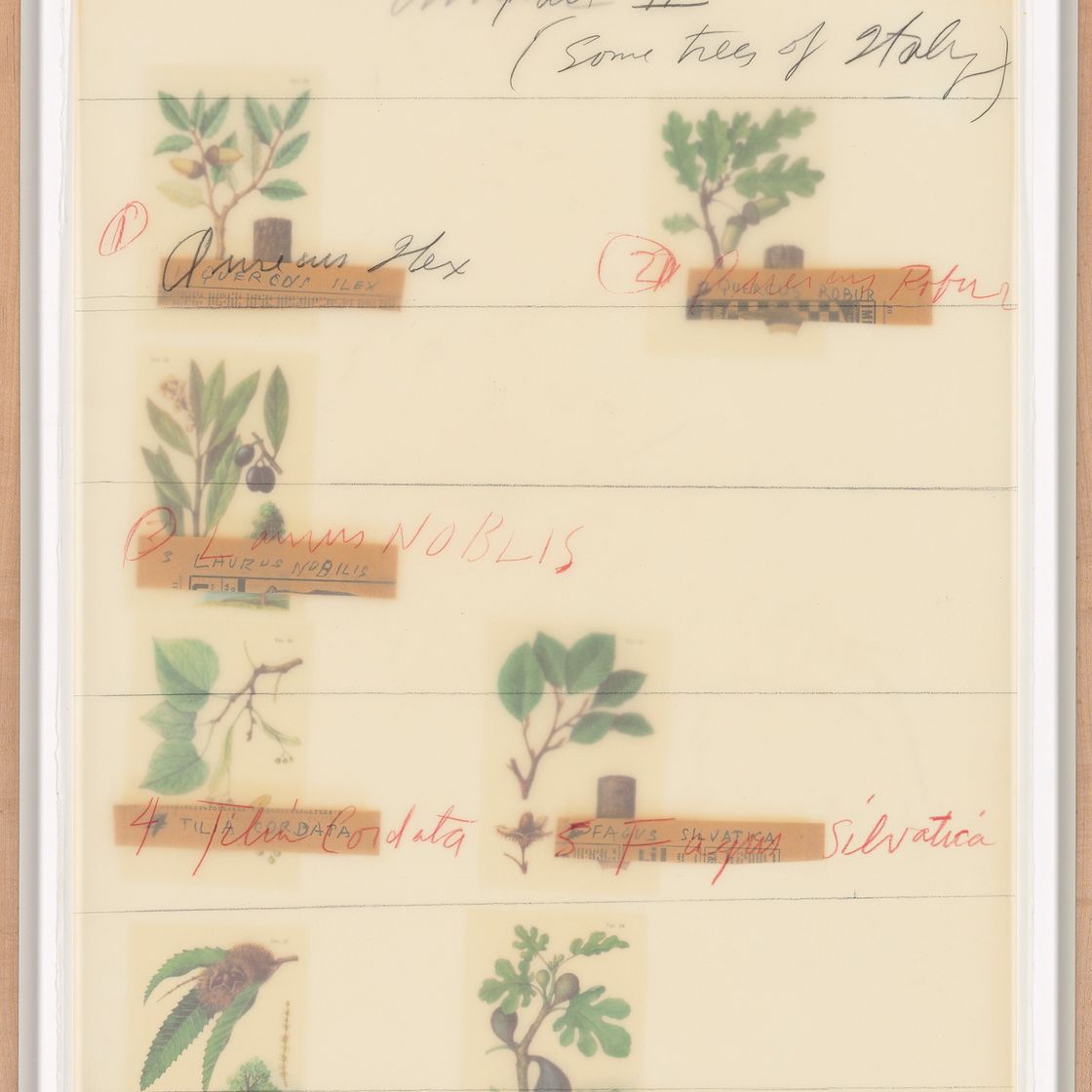 Cy Twombly — Естественная история, часть II: Некоторые деревья Италии, изображение 2