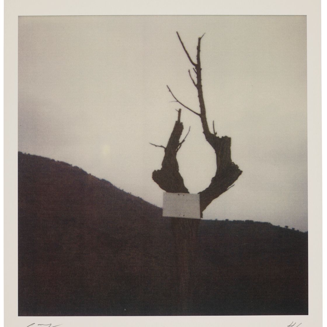 Cy Twombly — Дерево