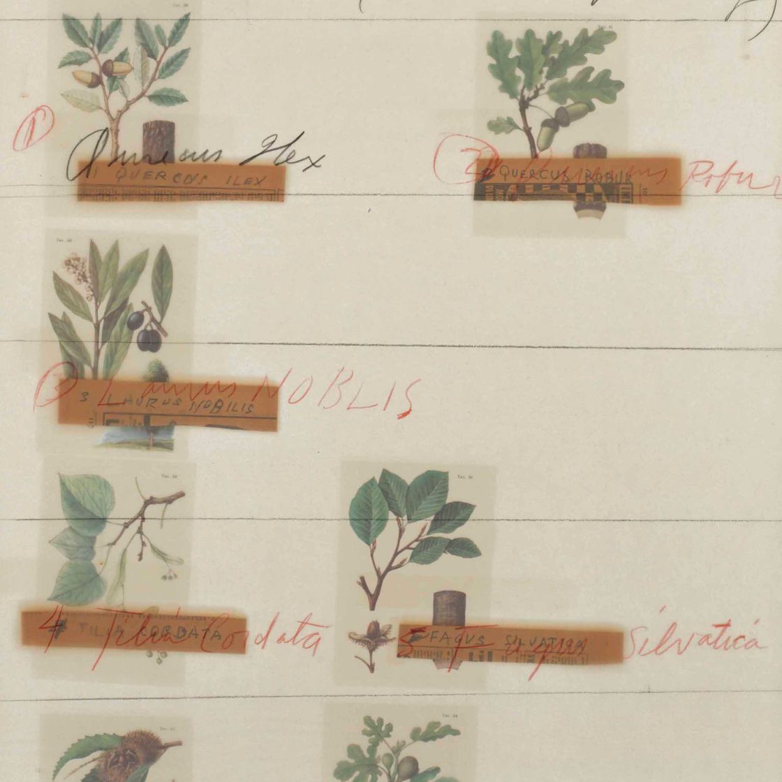 Cy Twombly — Гравюра с названием "Естественная история", из "Естественной истории некоторых деревьев Италии", часть II