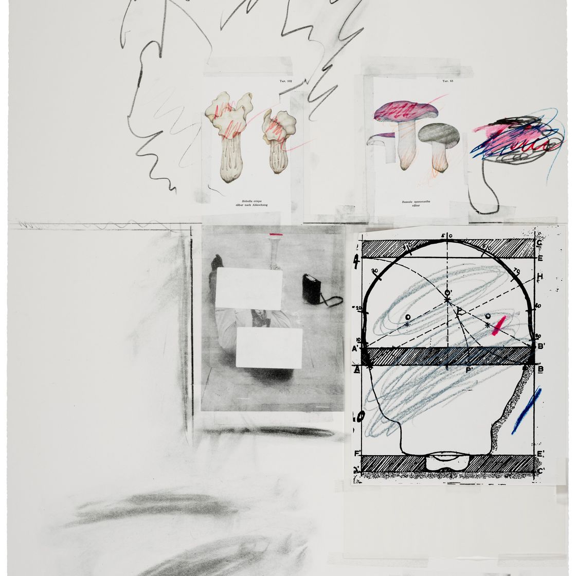 Cy Twombly — Нет. II, из естественной истории, Часть I: Грибы