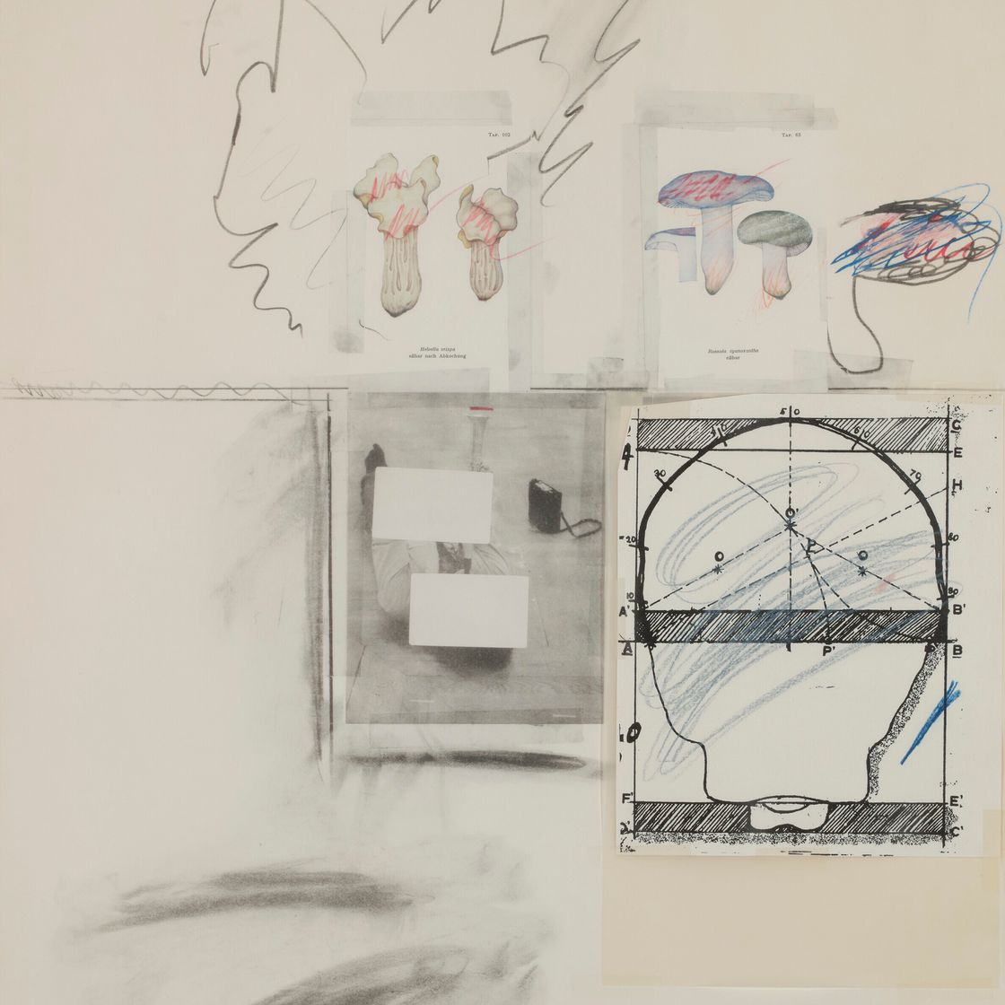 Cy Twombly — Нет. II, из естественной истории, Часть I: Грибы