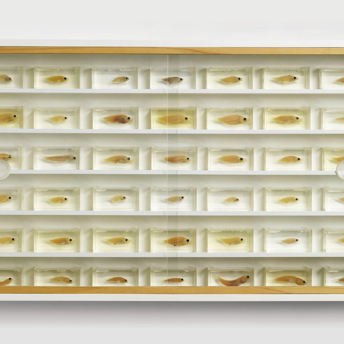 Damien Hirst — Без названия