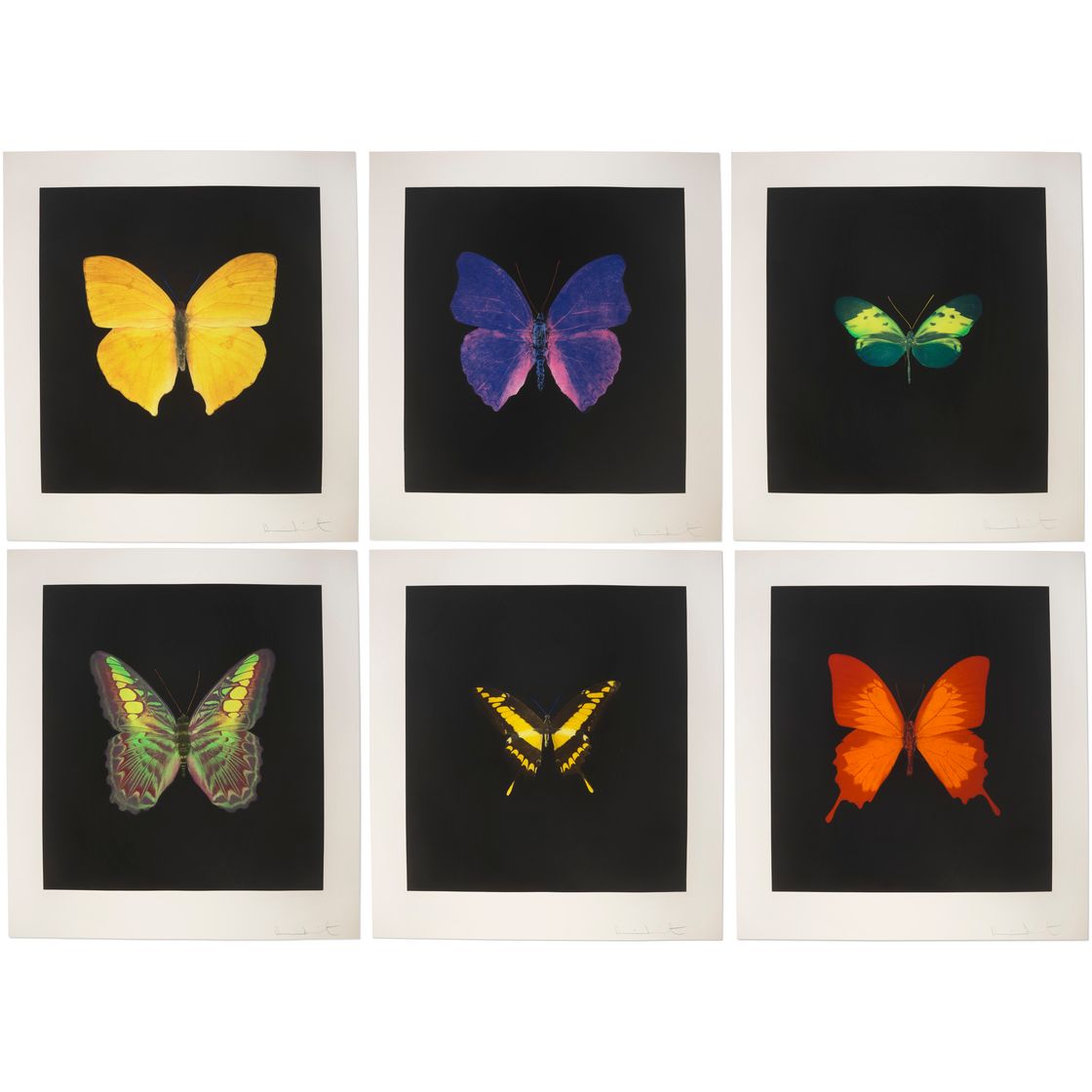 Damien Hirst — Души, Поднимающиеся по Лестнице Иакова, Совершают Свой Полет