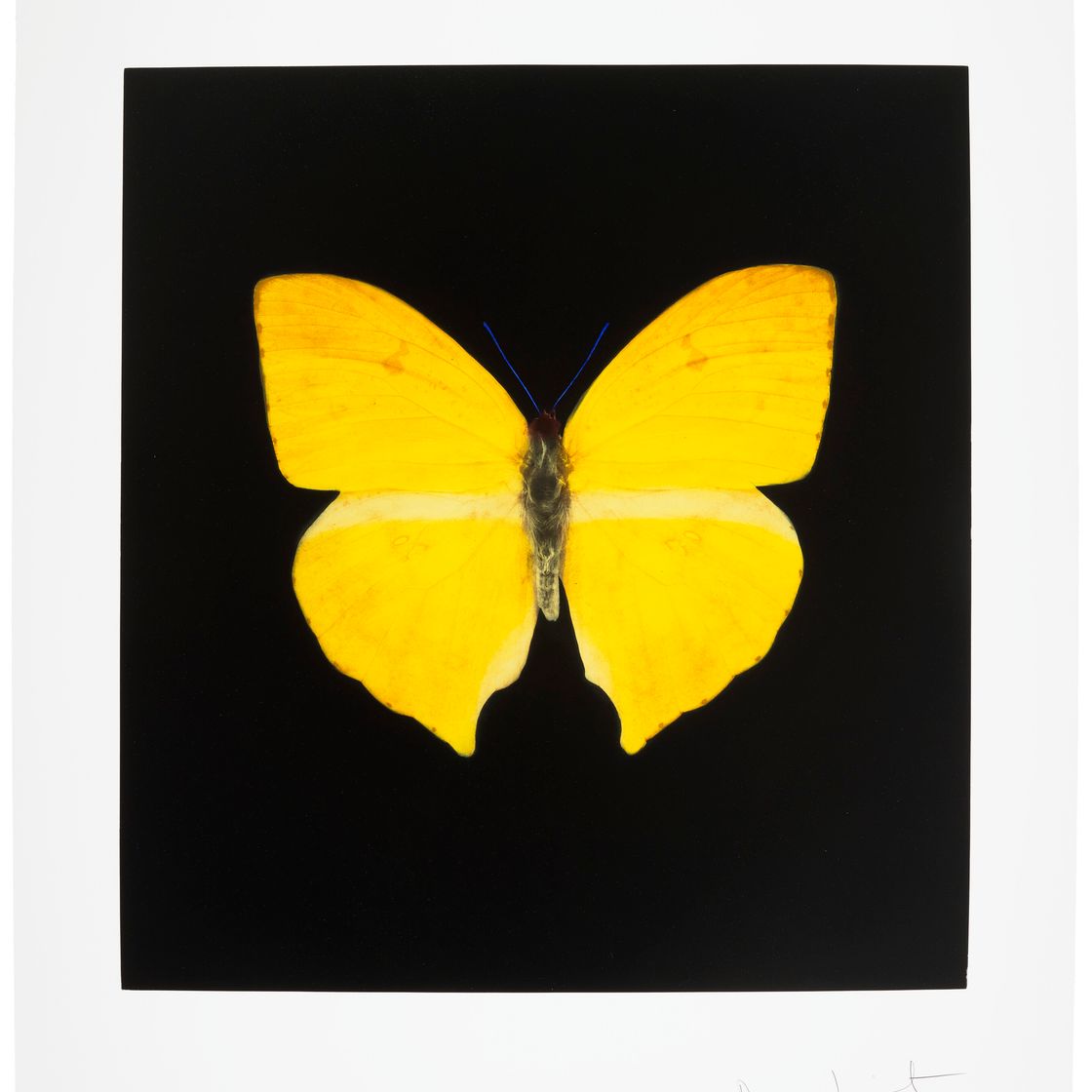 Damien Hirst — Души, поднимающиеся по Лестнице Иакова, совершают свой полет : один отпечаток, изображение 1