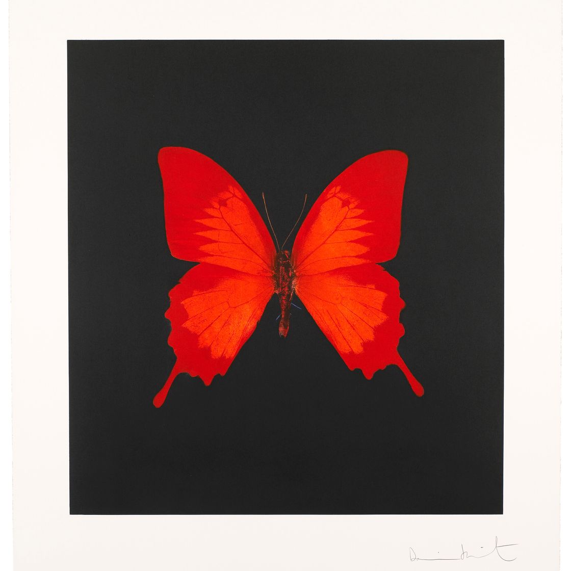 Damien Hirst — Фото 3, из фильма "Души на лестнице Иакова совершают свой полет".