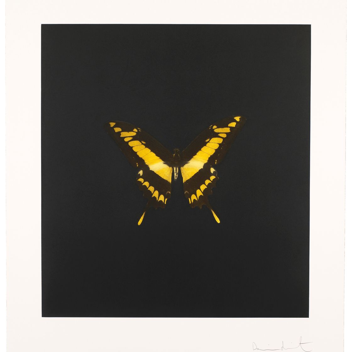 Damien Hirst — Фото 6, из фильма "Души на лестнице Иакова совершают свой полет".