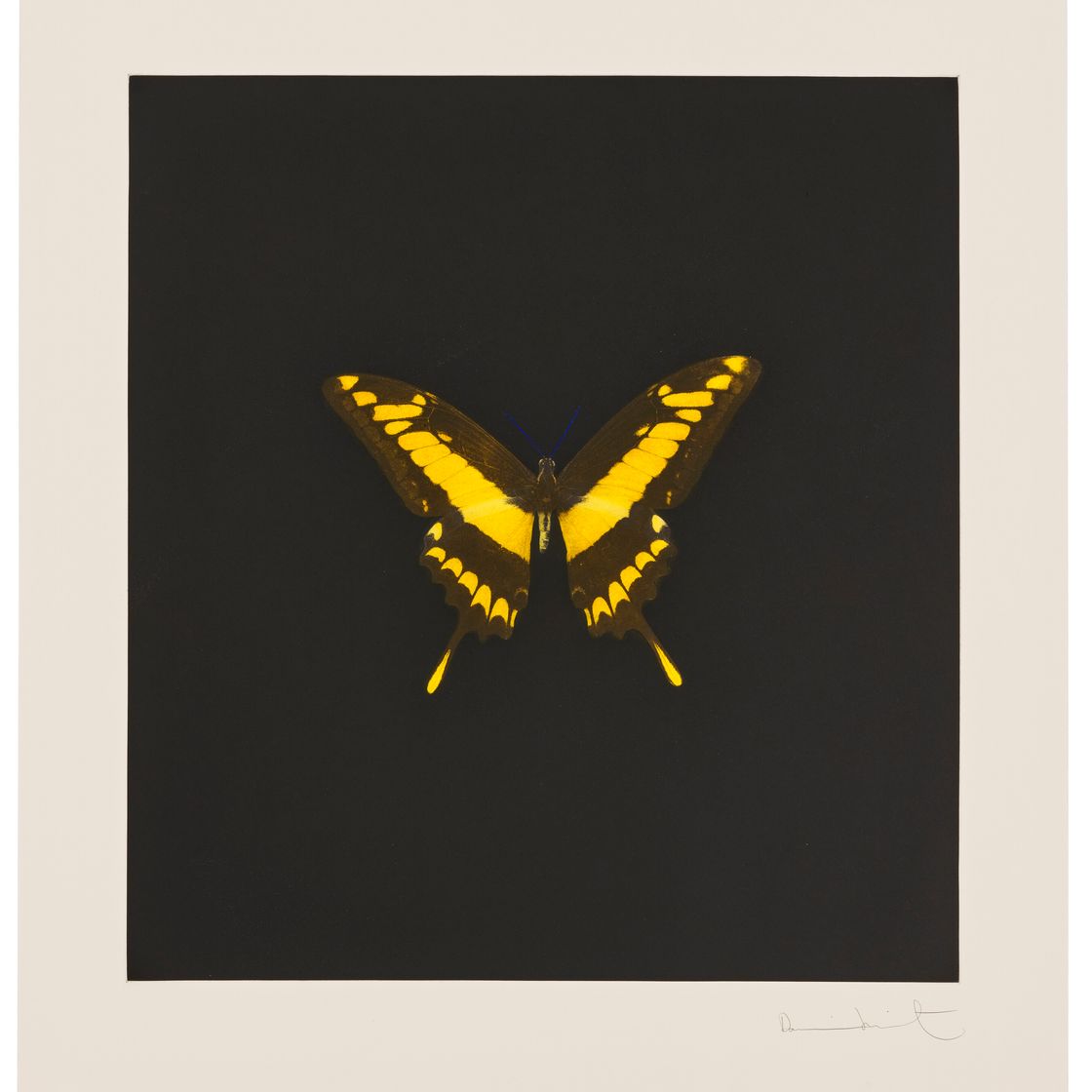 Damien Hirst — Фото 6, из фильма "Души на лестнице Иакова совершают свой полет".