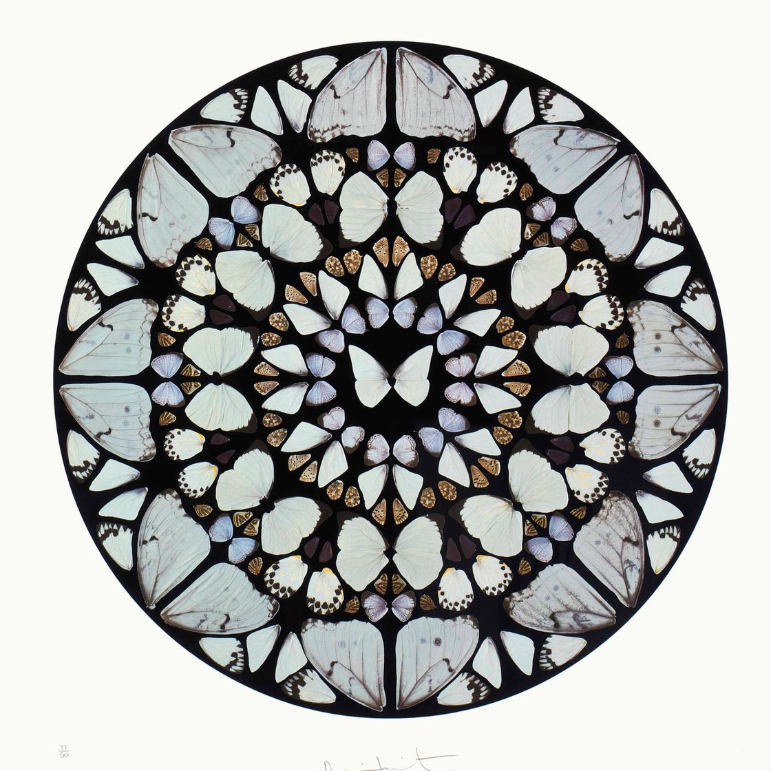 Damien Hirst — Гравюра с псалмом: Benedictus Dominus