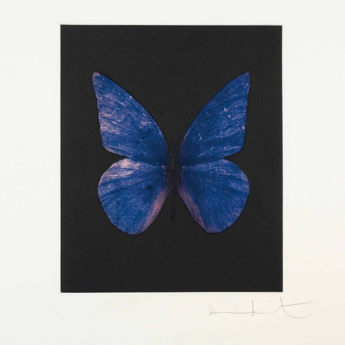 Damien Hirst — Обновление