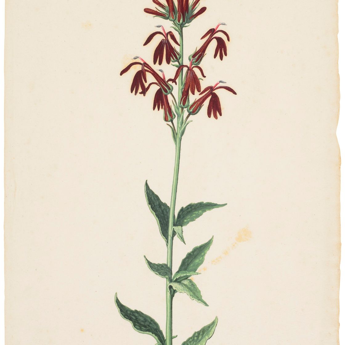 Dutch School — Вифлеемская звезда (Ornithogalum album); и кардинальный цветок (Flos Cardinalis), изображение 2