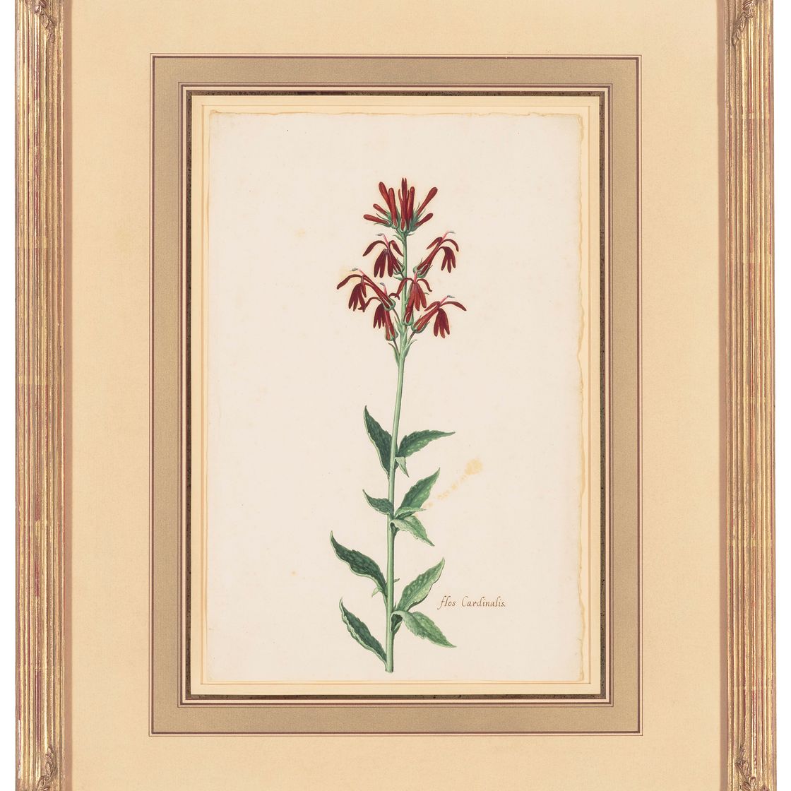 Dutch School — Вифлеемская звезда (Ornithogalum album); и кардинальный цветок (Flos Cardinalis), изображение 5
