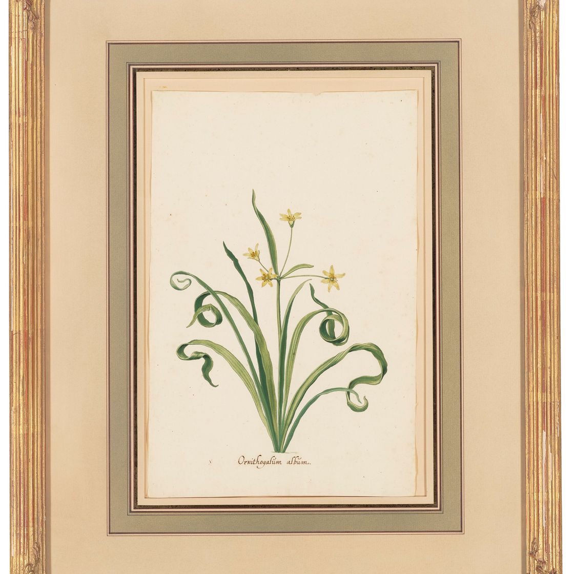Dutch School — Вифлеемская звезда (Ornithogalum album); и кардинальный цветок (Flos Cardinalis), изображение 7