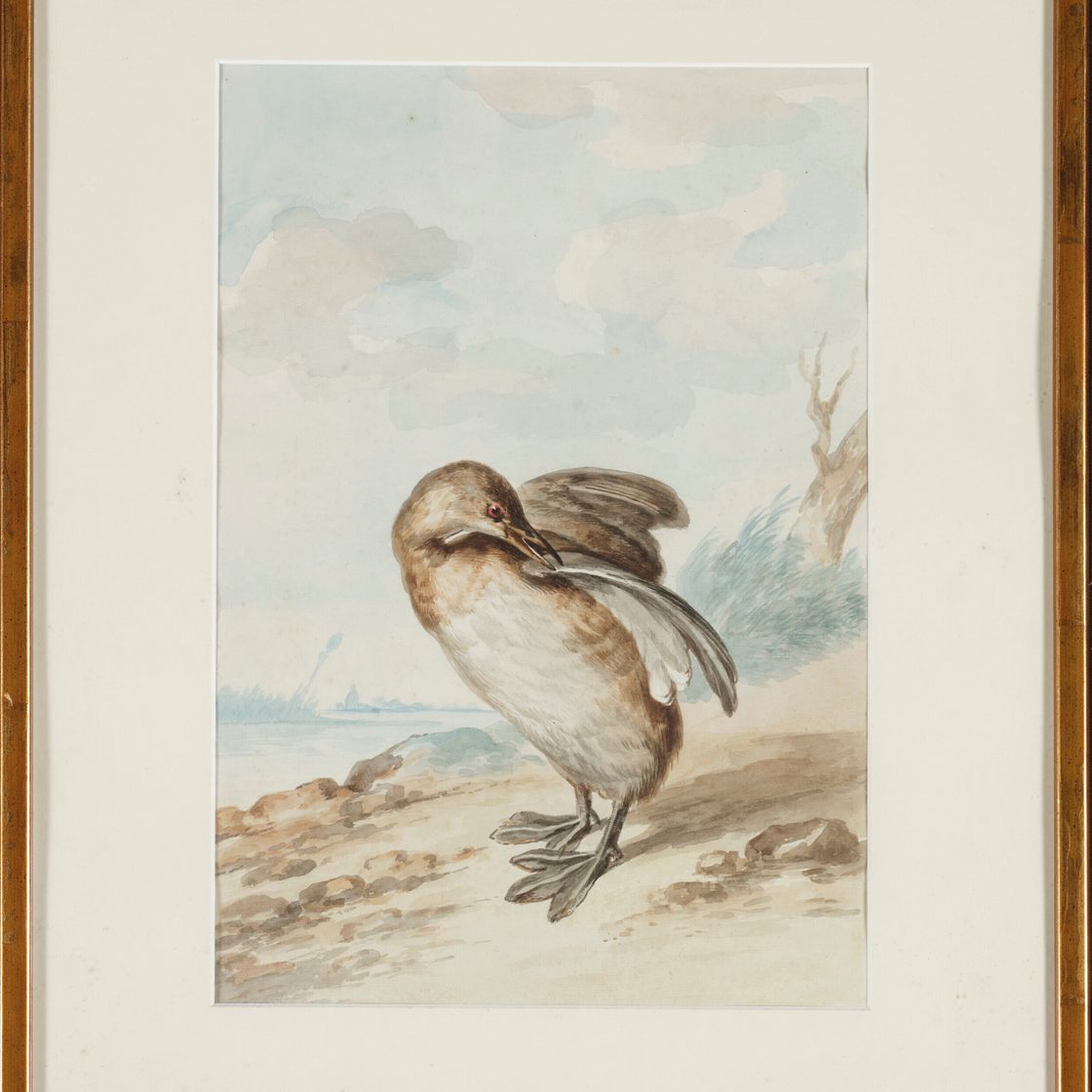 Dutch School — Гребешок кастанье (Tachybaptus ruficollis) -сюр-ле-Риваж, изображение 2