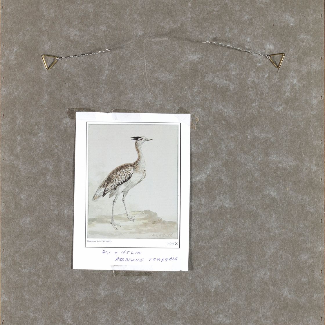 Dutch School — Гребешок кастанье (Tachybaptus ruficollis) -сюр-ле-Риваж, изображение 3