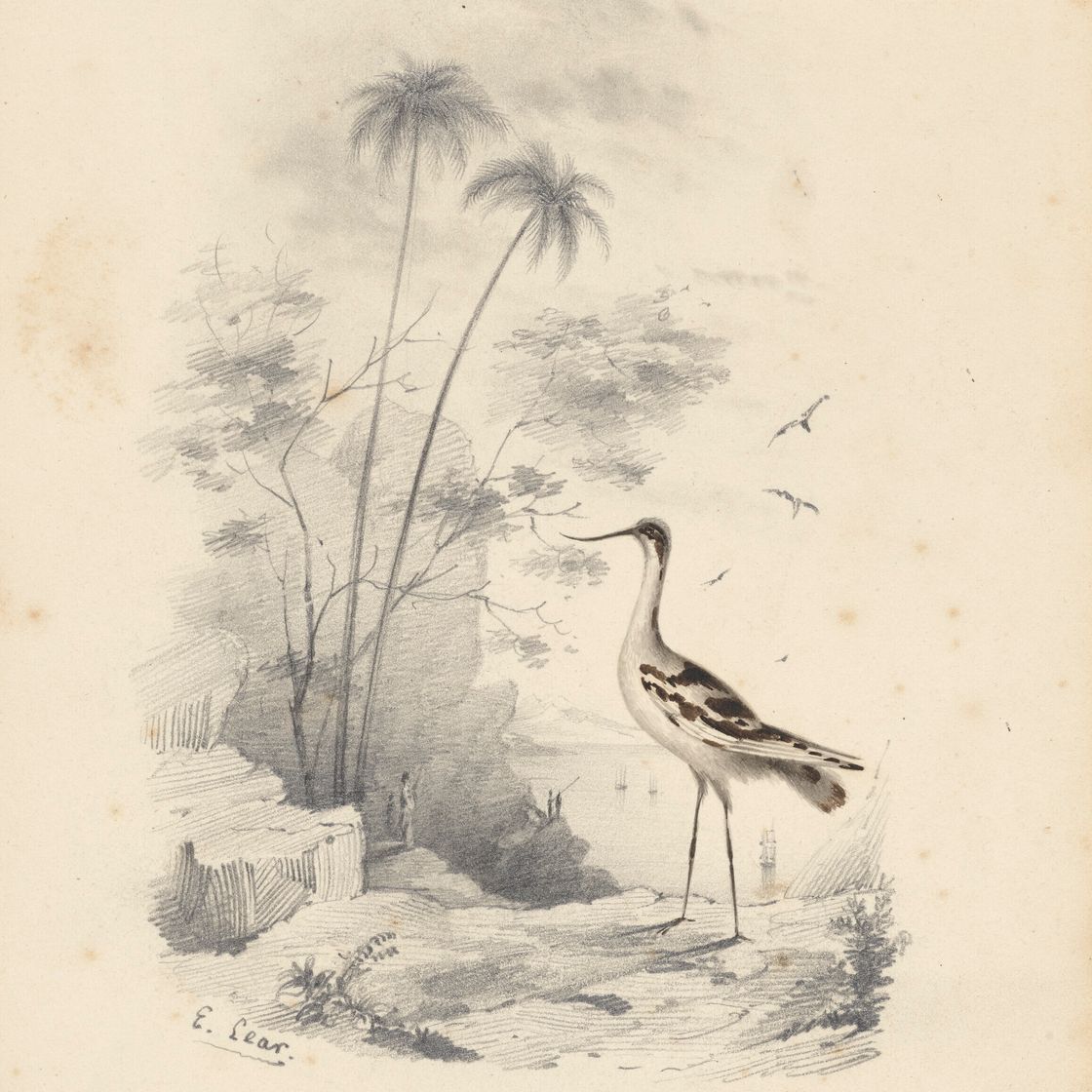 Edward Lear — Четыре виньетки с изображением птиц - пара попугаев, фламинго, авокадо и мергансер, изображение 2
