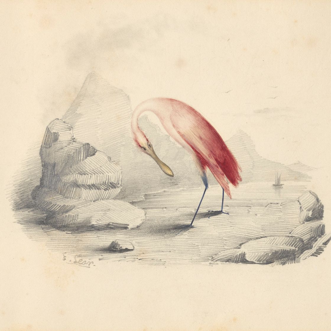 Edward Lear — Четыре виньетки с изображением птиц - пара попугаев, фламинго, авокадо и мергансер, изображение 3