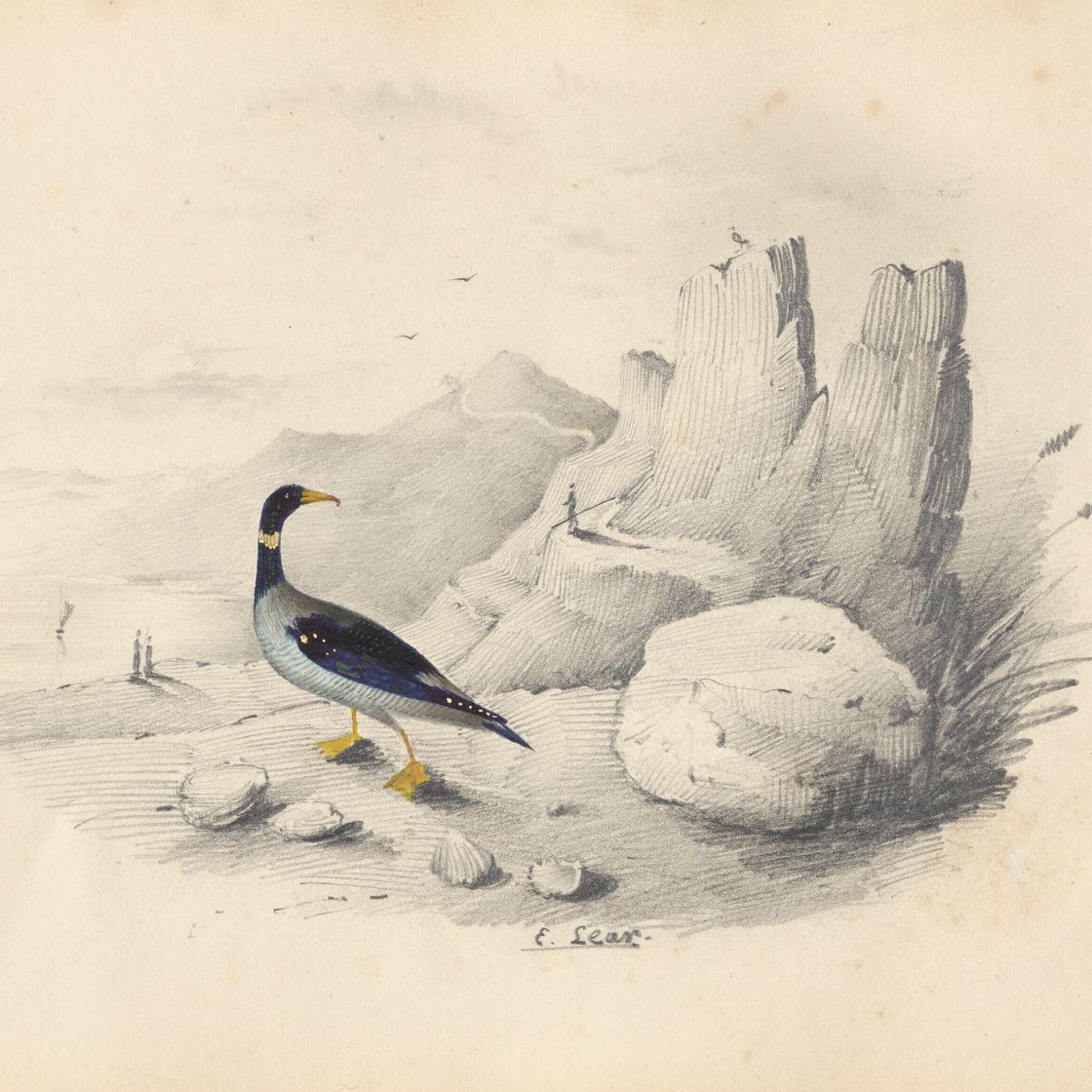 Edward Lear — Четыре виньетки с изображением птиц - пара попугаев, фламинго, авокадо и мергансер, изображение 4