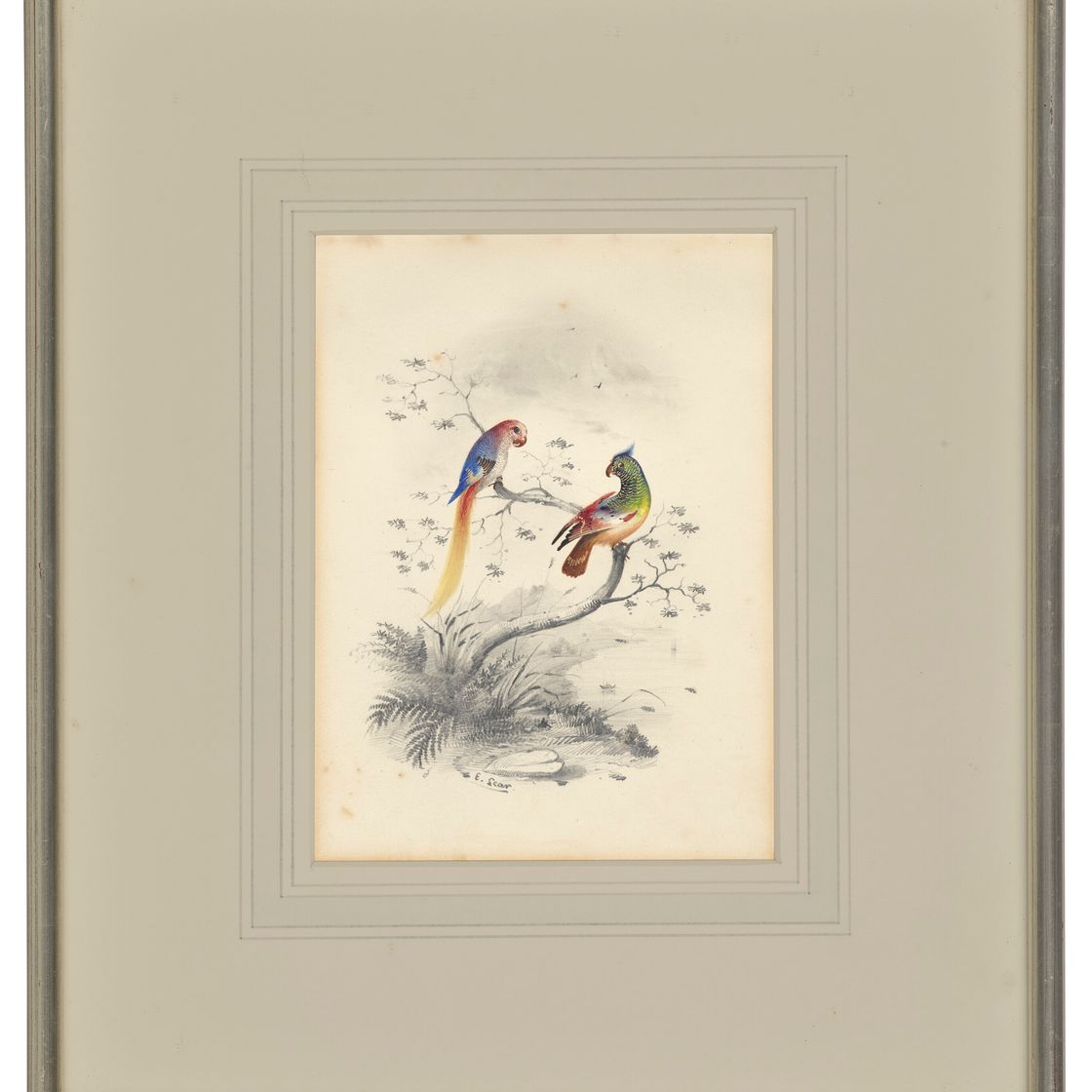 Edward Lear — Четыре виньетки с изображением птиц - пара попугаев, фламинго, авокадо и мергансер, изображение 5