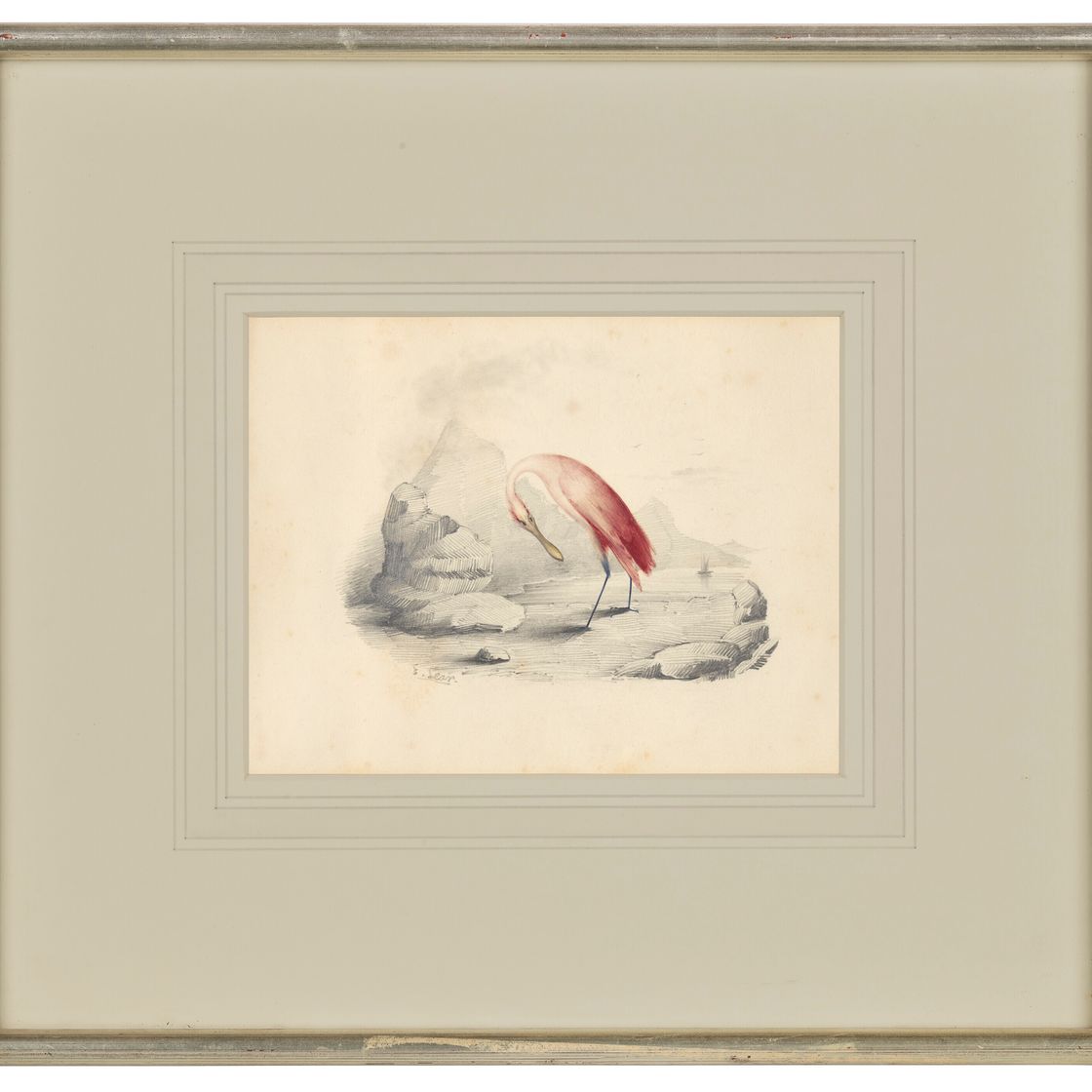 Edward Lear — Четыре виньетки с изображением птиц - пара попугаев, фламинго, авокадо и мергансер, изображение 7