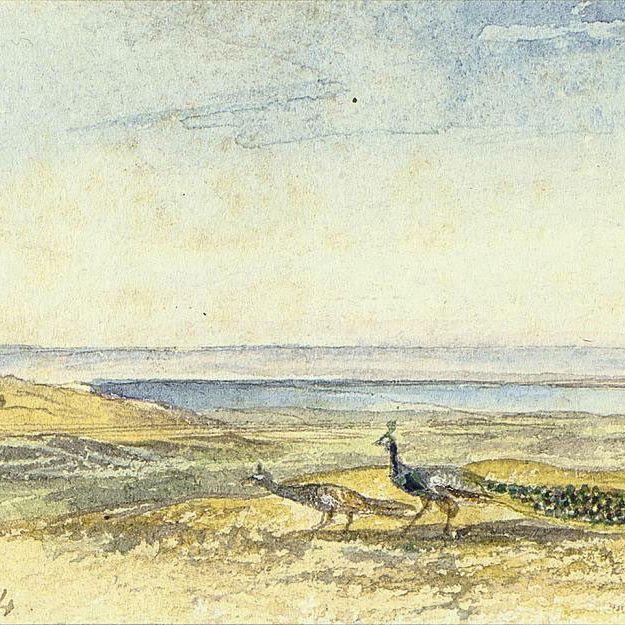 Edward Lear — Павлины близ Бхуртпура, Северная Индия