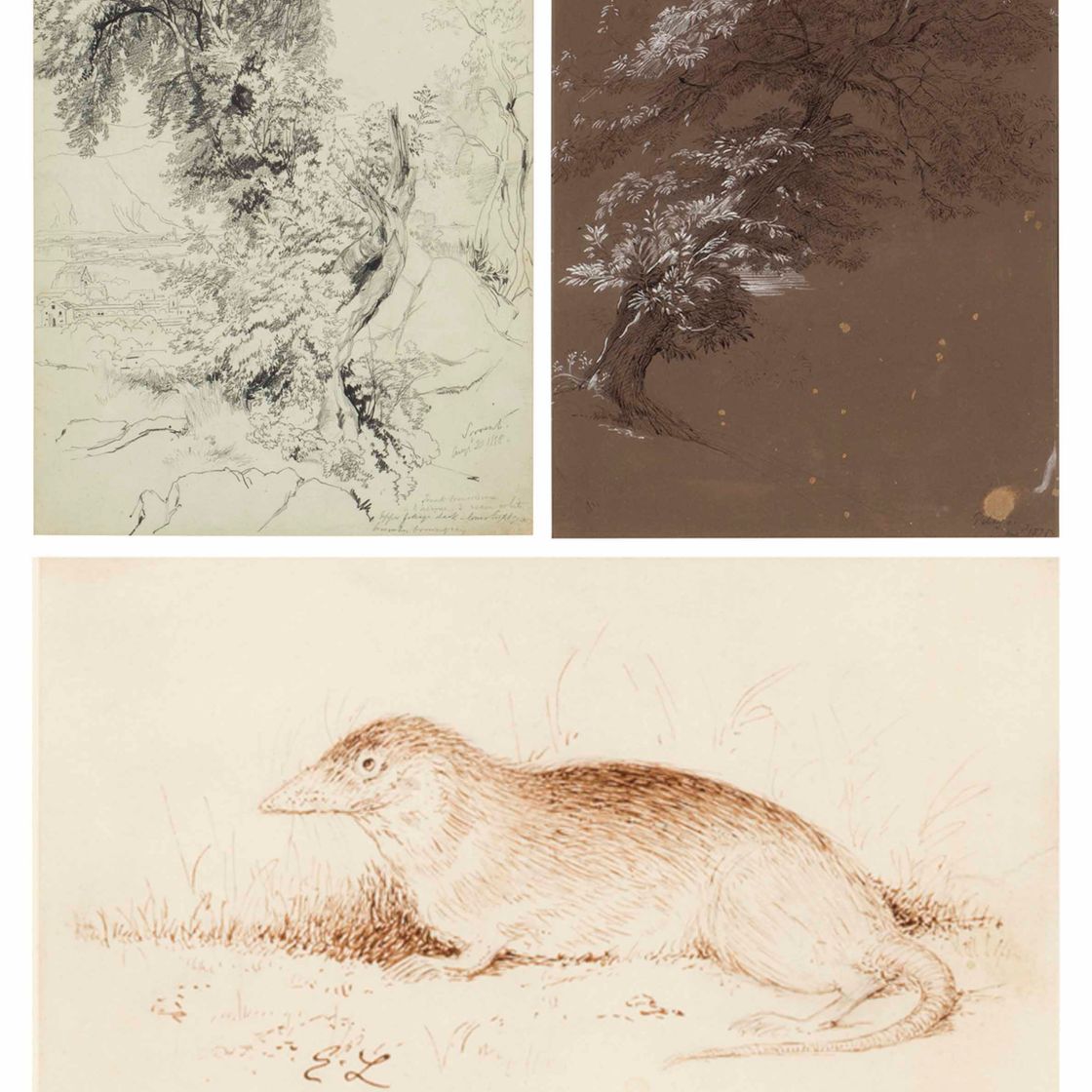 Edward Lear — Изучение деревьев близ Сорренто; вместе с изучением дерева в Пелаго и Полевке, изображение 1