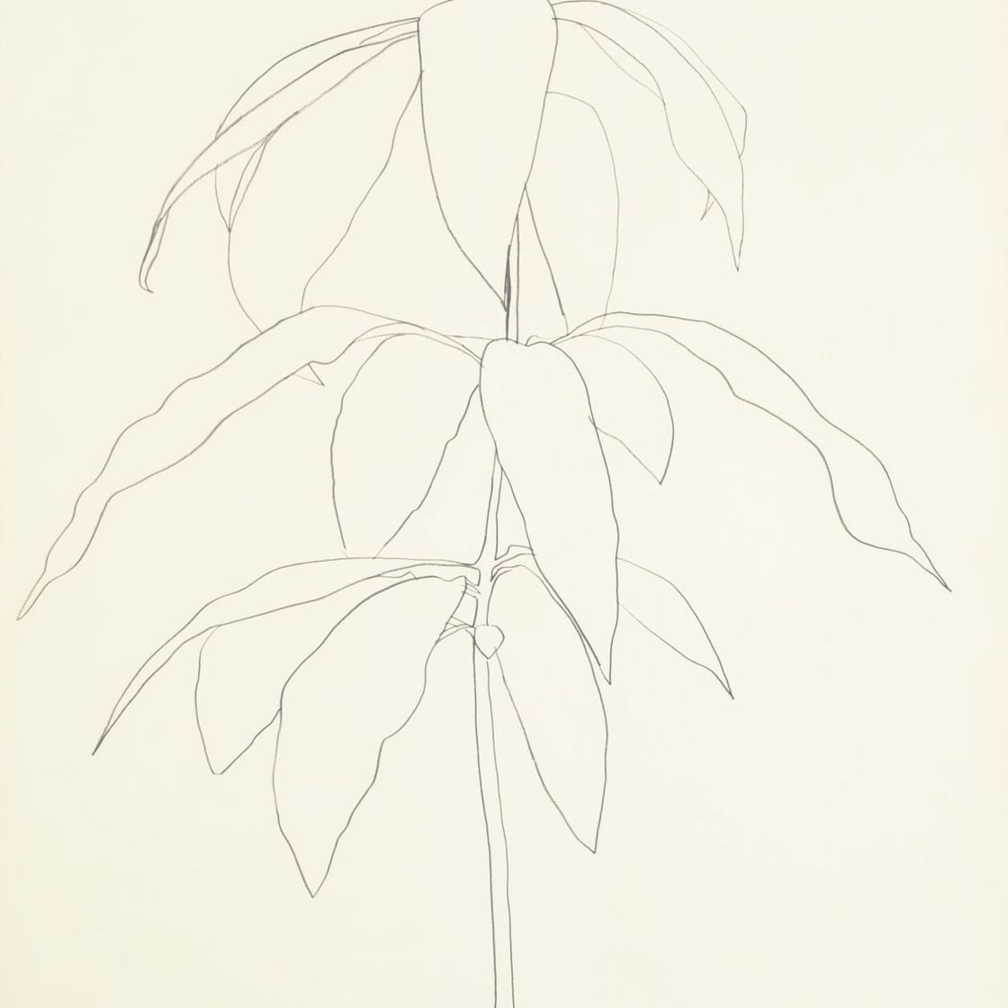 Ellsworth Kelly — Манго