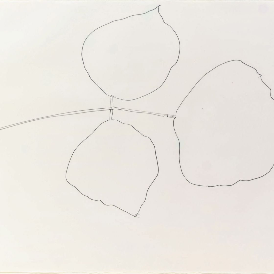 Ellsworth Kelly — Коралловый лист 6