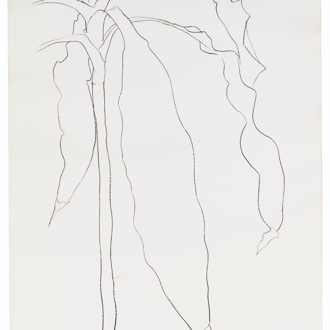 Ellsworth Kelly — Драцена I