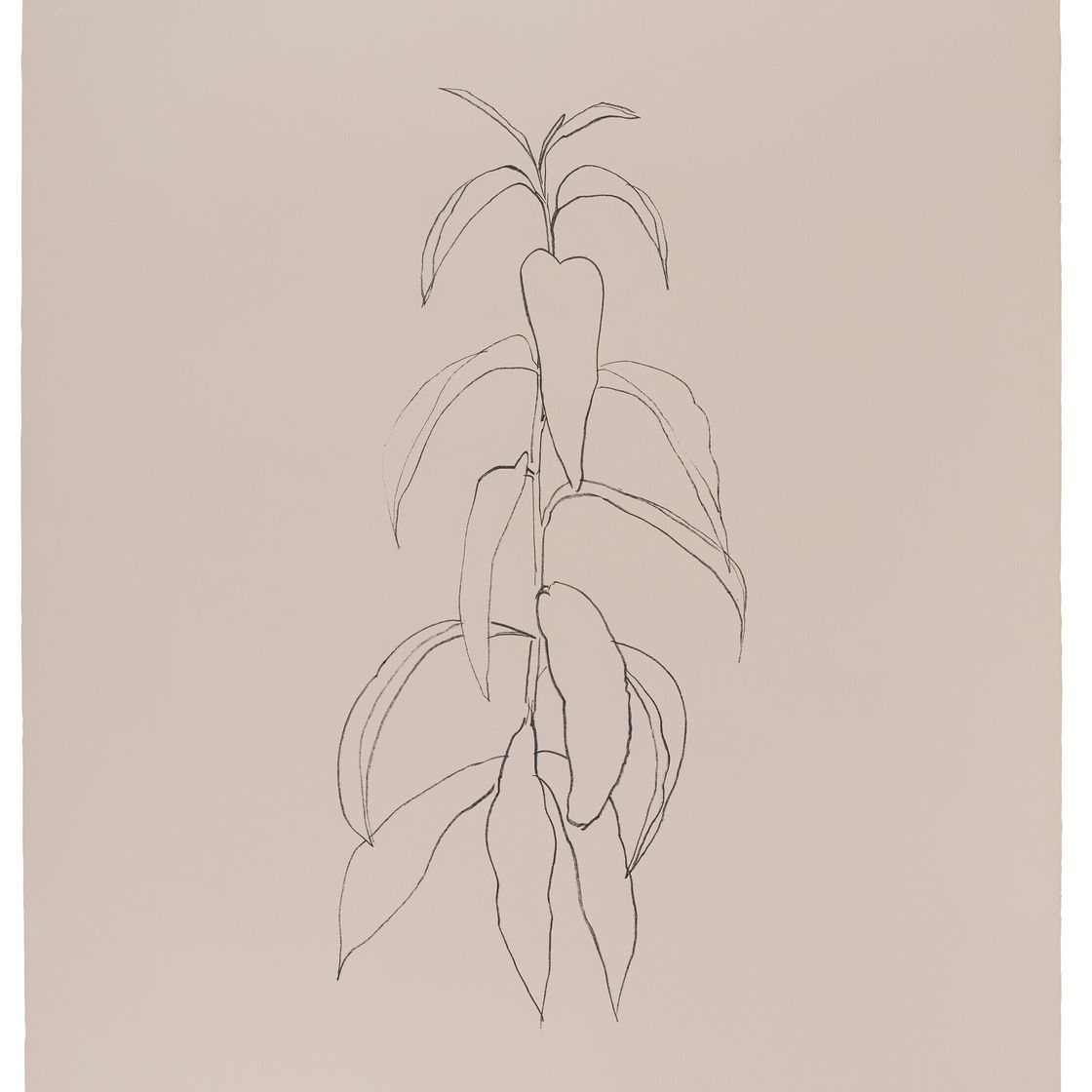 Ellsworth Kelly — Ветка персика
