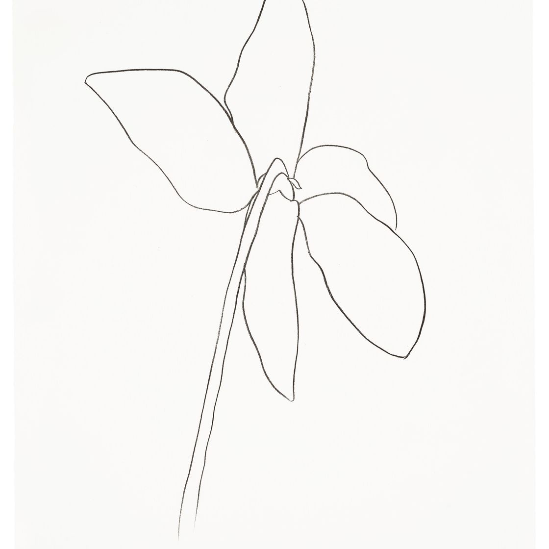 Ellsworth Kelly — Цикламен IV, из серии литографий растений, изображение 1