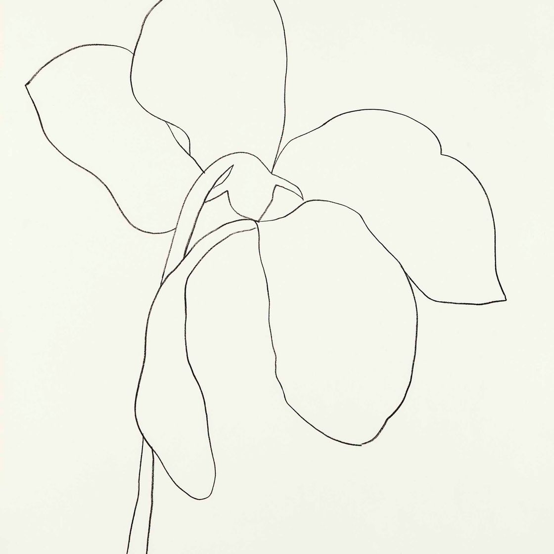 Ellsworth Kelly — Цикламен III, из серии литографий растений
