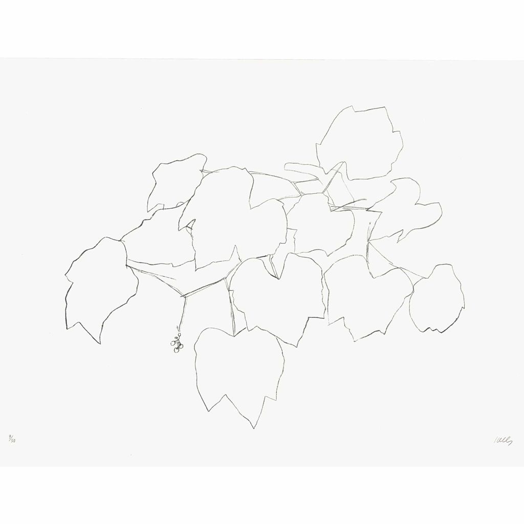 Ellsworth Kelly — Виноградный лист Я