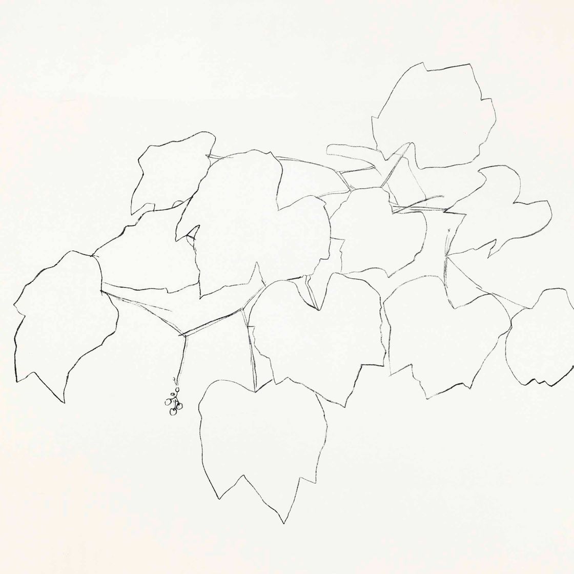 Ellsworth Kelly — Виноградные листья II