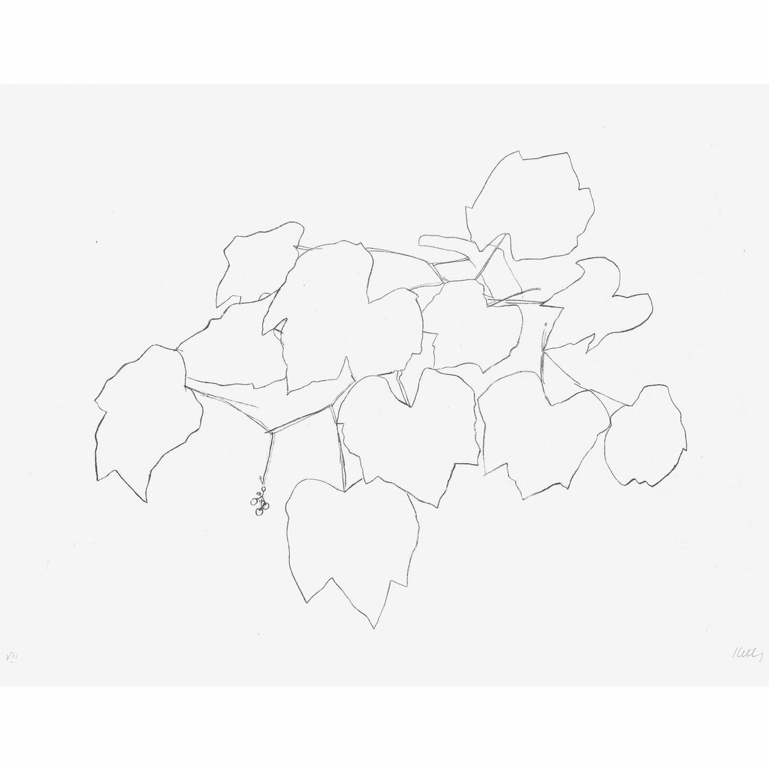 Ellsworth Kelly — Виноградные листья I, из листьев