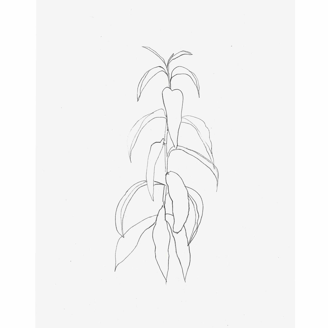 Ellsworth Kelly — Ветка персика, из листьев
