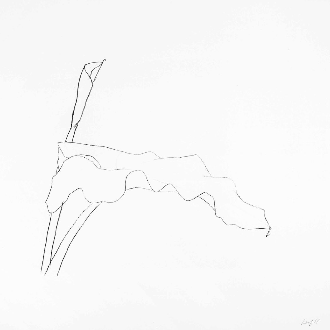Ellsworth Kelly — Четвертый лист, состоящий из двенадцати листьев