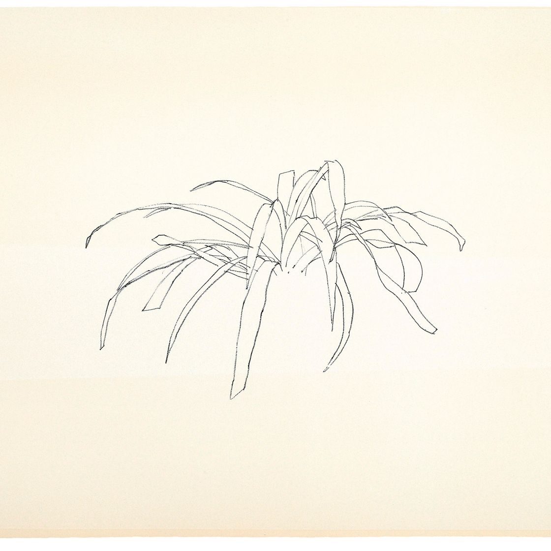 Ellsworth Kelly — Листья, состоящие из двенадцати листьев