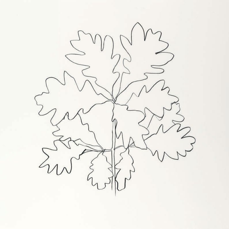 Ellsworth Kelly — Дуб VI, из дубовых листьев (G. 1570)