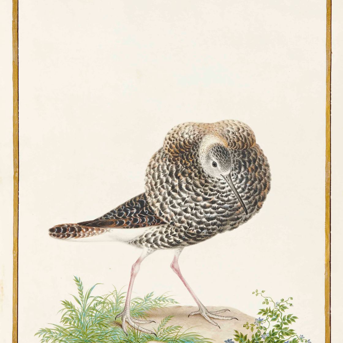 French School — Кавалер-воитель (Philomachus pugnax)