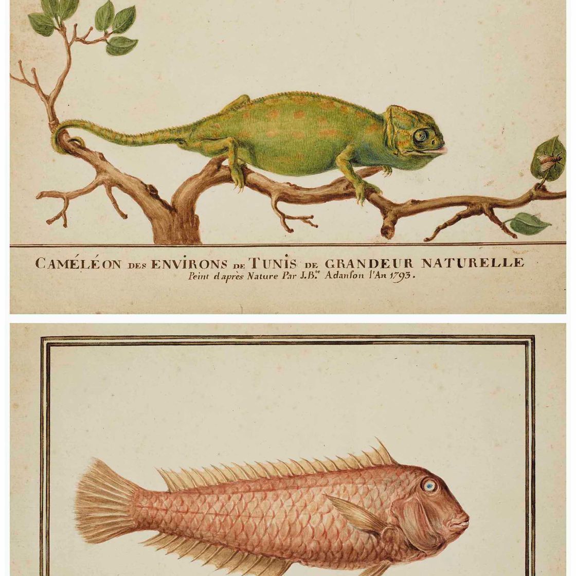 French School — Камелеоны (Chamaeleonidae) на ветвях и на крышке (Mullus Surmuletus)