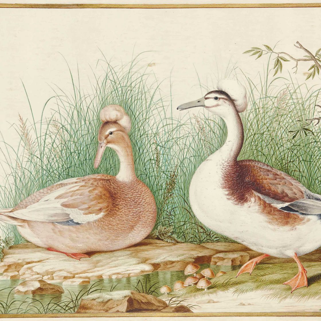 French School — Пара голубых уток (Lophonetta specularioides)