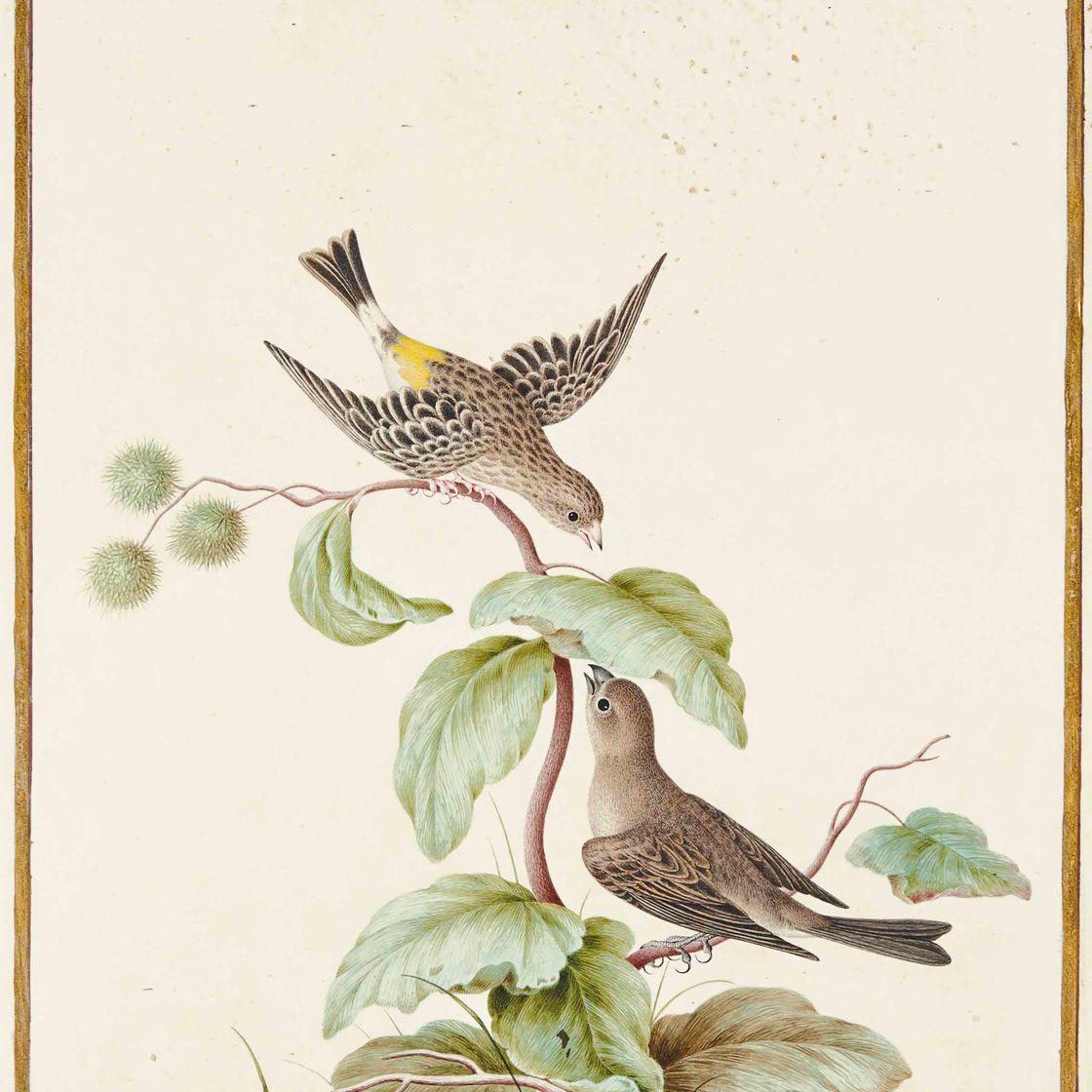 French School — Пара африканских охотников с желтым крупом ( Serinus atrogularis )