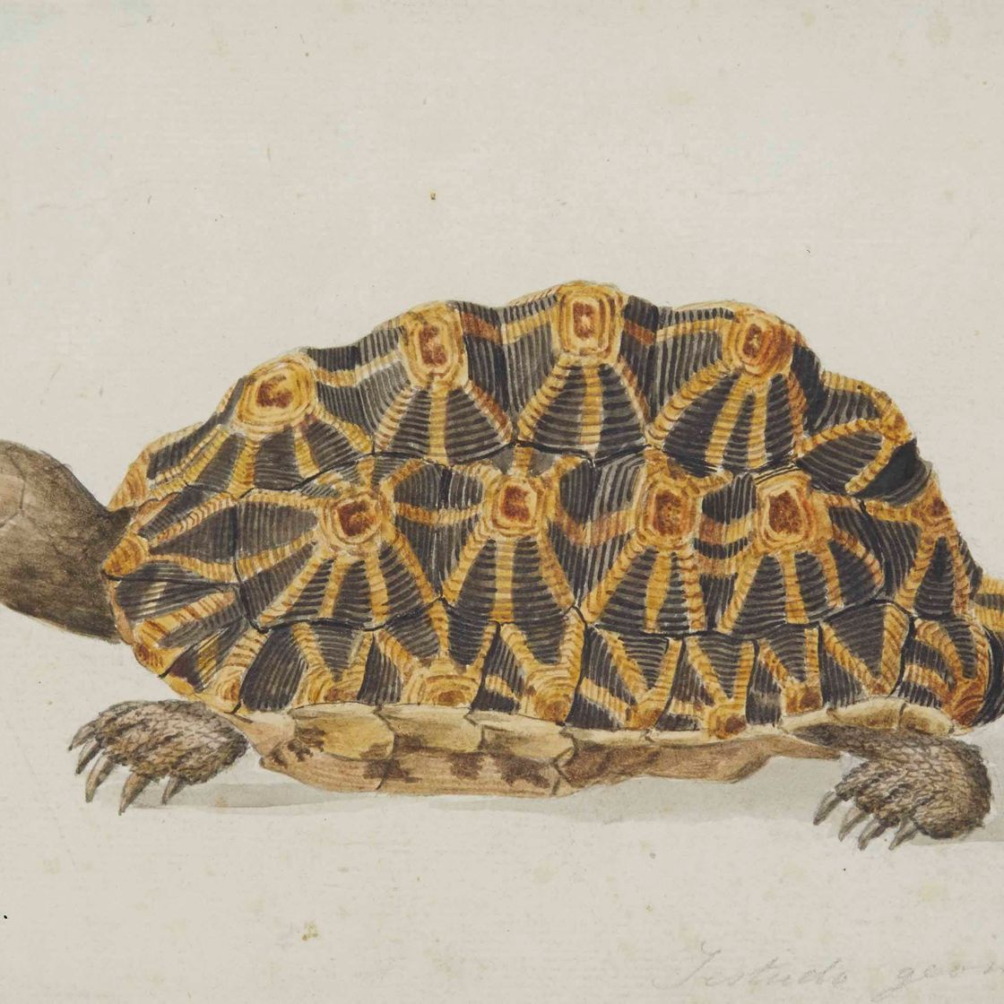 French School — Геометрический пирог (Psammobates geometricus)