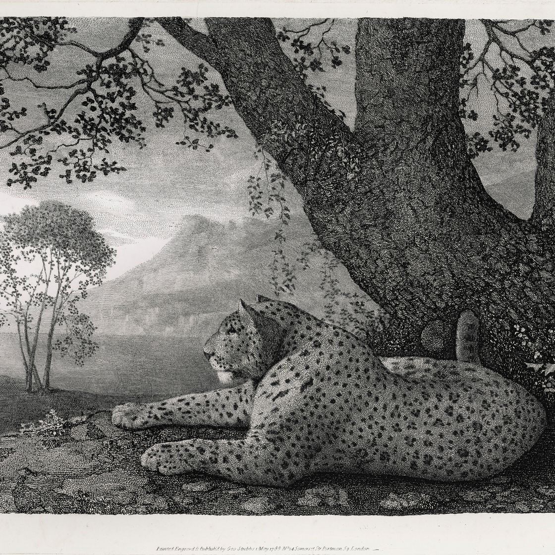 George Stubbs — Тигр (лежащий леопард у дерева), изображение 1