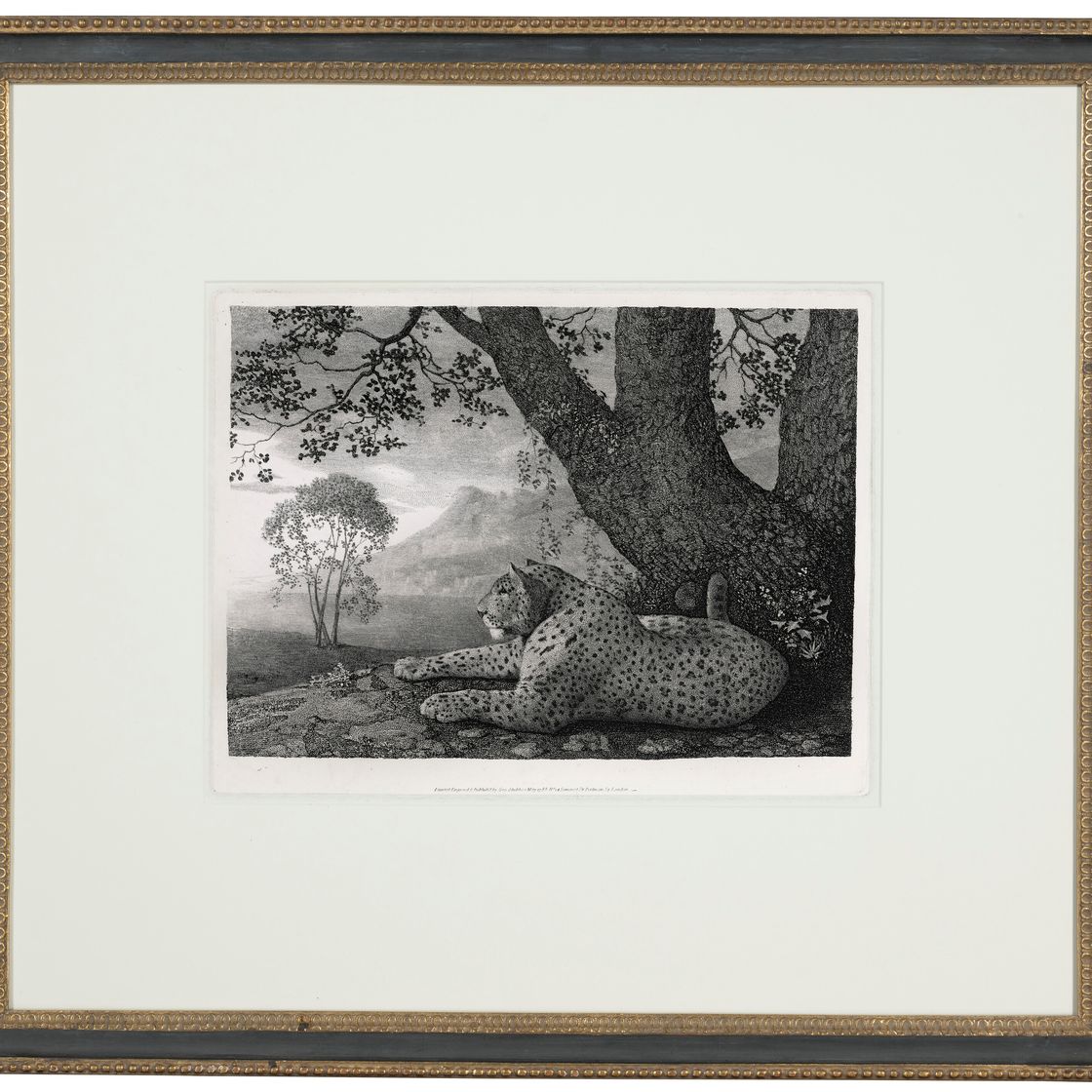 George Stubbs — Тигр (лежащий леопард у дерева), изображение 2